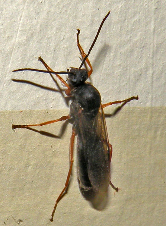 Maschio di Formicidae: probabile Formica sp.